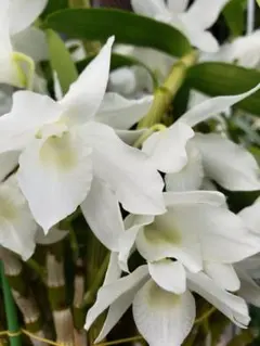 2026年最新】デンドロビュームの人気アイテム - メルカリ