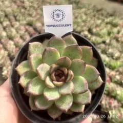 Top【選抜株】多肉植物　23340ブラックローズ　54個　鉢無し/脱土 Top【選抜株】多肉植物 24770ブラックローズ 54個 鉢無し/脱土 - メルカリ