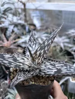 2025年最新】アロエ ペッキーの人気アイテム - メルカリ