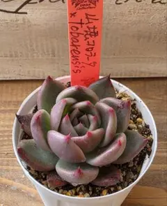 2026年最新】ルイパパさん苗の人気アイテム - メルカリ