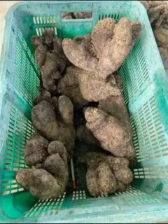 桃様専用のサムネイル