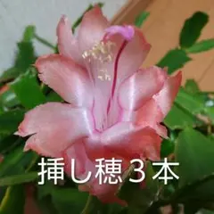 2026年最新】シャコバサボテン天使の舞の人気アイテム - メルカリ