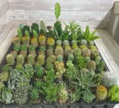 大きいサボテンと多肉植物の寄せ植え - メルカリ