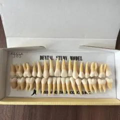 NISSIN DENTAL STUDY MODEL 歯模型のサムネイル
