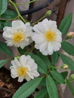 theprince様 リクエスト 2点 まとめ商品