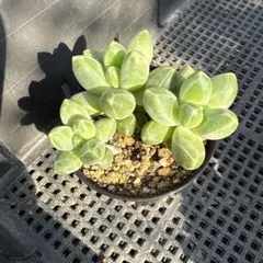 uripom様 リクエスト 2点 まとめ商品