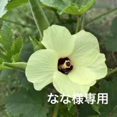 なな様専用　ご延長分