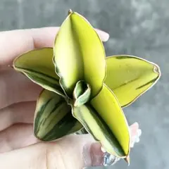 2026年最新】サンスベリア 希少の人気アイテム - メルカリ