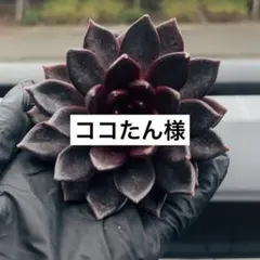 ココたん様　専用