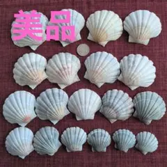 貝殻　イタヤガイ　美品　グレー系　大〜小 19個セット　No.497 ホタテ