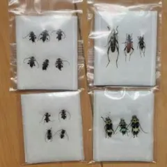 2026年最新】カミキリムシ標本の人気アイテム - メルカリ