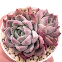 2026年最新】毒リンゴ 多肉の人気アイテム - メルカリ