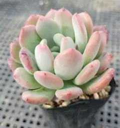 桜雪 多肉植物 プラグ苗(抜き苗)3苗 ランダム発送 - メルカリ