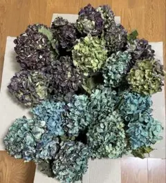 【わか様専用】アジサイ ドライ 青緑〜緑青〜紫、赤紫〜黄緑 茎有無混合17本