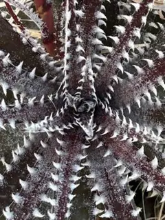 種子 ディッキア Dyckia Arizona x Brittle Star ⑴ - メルカリ