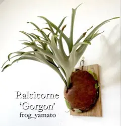 Bikakuzuki様 リクエスト 2点 まとめ商品