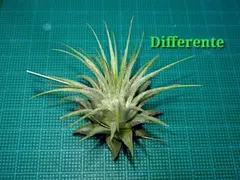 tommy様 リクエスト 2点 まとめ商品