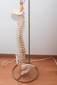 2025年最新】カイロプラクティック模型の人気アイテム - メルカリ