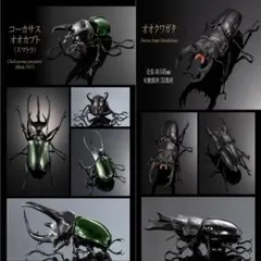 【野外品】スマトラ島コーカサスオオカブト　♂118㎜　訳あり 野外品標本】スマトラコーカサスオオカブト♂118㎜ 訳あり - メルカリ