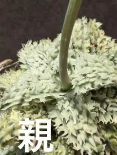 特上 アロエ ハイブリッド Aloe hybrid 子株 第四種 M−23 - メルカリ