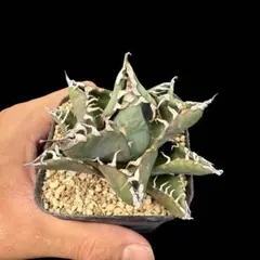 2025年最新】魔丸 アガベの人気アイテム - メルカリ