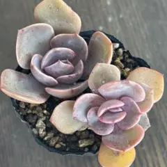 大寺純子様 リクエスト 4点 まとめ商品