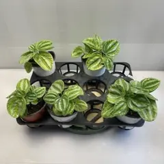 2026年最新】斑入り植物の人気アイテム - メルカリ