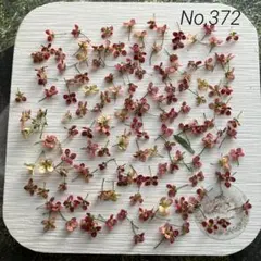 No,372 アリッサム140輪＋α ドライフラワー花材