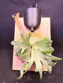 ビカクシダ　OMG × Bacteria spore ビカクシダ OMG × Bacteria spore ビカクシダ OMG×bacteria spore