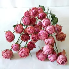 スプレーバラ　丸ピンク1　ドライフラワー