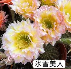 112-氷雪美人 新品種花サボテン　エキノプシス属 カキコ　花12cm+のサムネイル