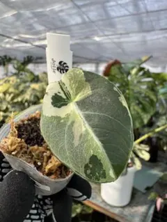 アロカシア アマゾニカ ピンク 斑入り 鉢のまま発送 メルカリ便 アロカシア アマゾニカ ピンク 斑入り 鉢のまま発送 - メルカリ