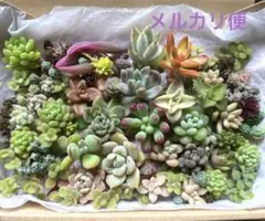 多肉植物 セダム 12種 カット苗 箱いっぱい 詰め合せ 寄せ植えセット