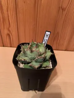 雄飛様 リクエスト 2点 まとめ商品