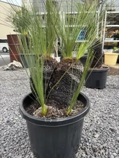 2025年最新】クサントロエア ブラックボーイの人気アイテム