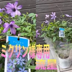 正規品ラベル付き クレマチス 流星 5号 アーチ仕立て 現品発送 - メルカリ