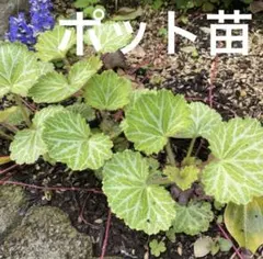 ユキノシタと小さなワイルドストロベリーの苗