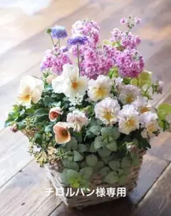 【サービス品】春のキュートな寄せ植え