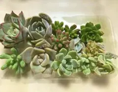 多肉植物カット苗6種セット47本 - メルカリ