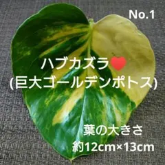 タロー様 リクエスト 2点 まとめ商品