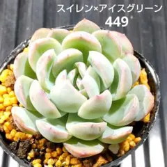 スイレン×アイスグリーン 449 エケベリア 多肉植物 抜き苗