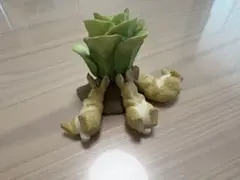 ピーターラビット