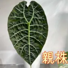 2026年最新】アロカシア 芋の人気アイテム - メルカリ