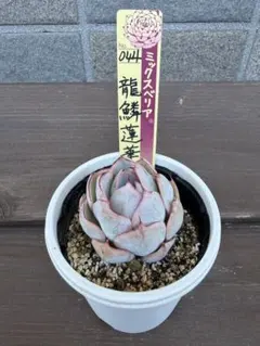 ☆龍鱗蓮華☆札付き　ポットごと ミックスベリア　044 おらいさん苗
