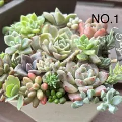 そのまま飾れる　多肉植物　エケベリア・セダム寄せ植えセット