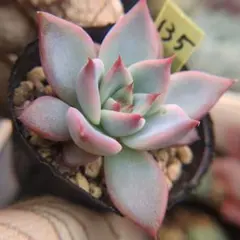 2026年最新】リンゼアナ 中里の人気アイテム - メルカリ