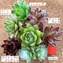 2026年最新】センペルビウム セットの人気アイテム - メルカリ