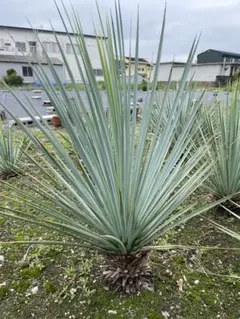 希少 テキーラ 斑入り テキラーナ サンライズ 抜き苗 - メルカリ