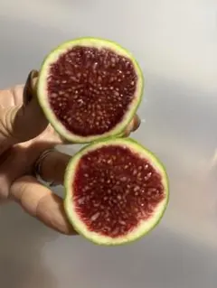 pokemon さま　　イチジク穂木　専用出品 2025年最新】イチジク穂木の人気アイテム - メルカリ