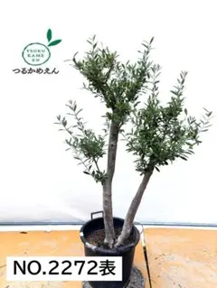 オリーブ苗木 シプレッシーノ 170cm❗ 大型10号鉢 整った樹形 綺麗な